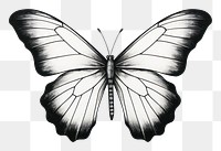PNG Butterfly drawing sketch white.