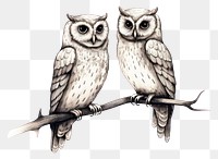 PNG Owls drawing animal sketch.