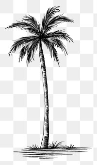 PNG Palm tree drawing sketch plant.