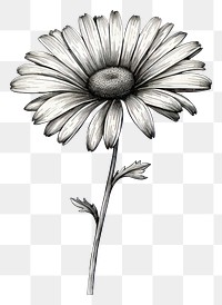 PNG Daisy drawing flower sketch.