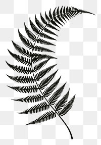 PNG Fern plant line white background.