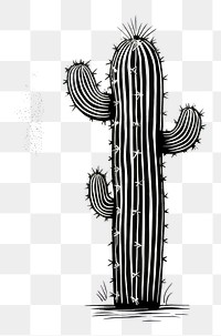 PNG Cactus plant line white background.