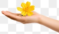 PNG Yellow flower on hand finger petal plant.