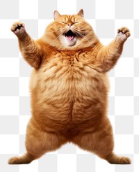 PNG Cat fat color orange mammal animal kitten.