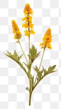 PNG Photography of fiddleneck flower plant herbs.