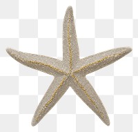 PNG Starfish icon shape invertebrate echinoderm outdoors.