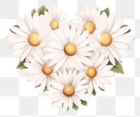 PNG Daisy pattern flower petal.
