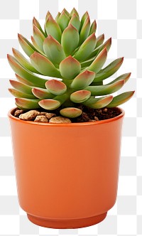 PNG Indoor plant aloe pot white background.