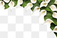 PNG Calla lily floral border flower backgrounds plant.