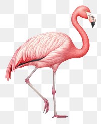 PNG Flamingo drawing animal sketch.