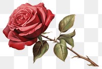 PNG Dry red rose flower plant white background.