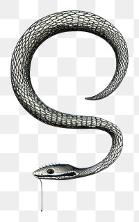 PNG Snake eating tail snake reptile drawing.