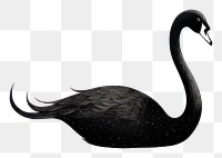 PNG Black swan animal bird beak.