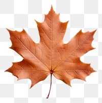 PNG Dry maple leaf border plant tree white background.