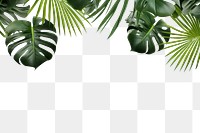 PNG Monstera delicosa leaves border backgrounds outdoors nature.