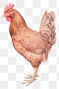 PNG Chicken poultry drawing animal.