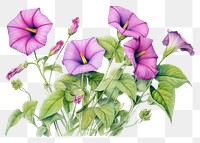 PNG Morning glory flowers drawing sketch purple.