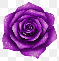 PNG Purple rose icon flower petal plant.
