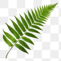 PNG Fern leaf plant white background