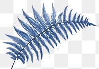 PNG Fern plant pattern nature.