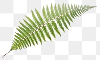 PNG Fern plant leaf white background.
