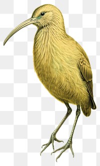 PNG  Kiwi bird drawing animal sketch.