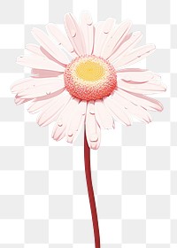 PNG Daisy flower petal plant inflorescence.