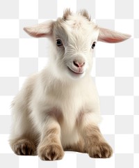 PNG Baby goat sitting livestock mammal animal.