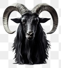 PNG Black goat livestock animal mammal.