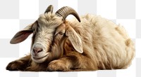 PNG Sleepy goat livestock mammal animal.
