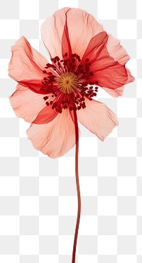 PNG Real pressed anemone flower blossom petal plant.