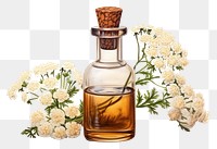 PNG Yarrow flower with yarrow tincture in a glass bottle perfume plant white background.