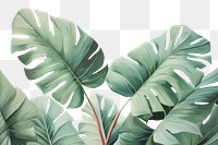 PNG Tropical leaves backgrounds tropics plant.