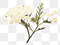 PNG White yarrow blossom flower plant.