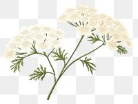 PNG White yarrow flower plant white.