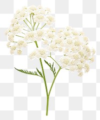 PNG White yarrow blossom flower plant.
