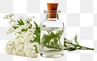 PNG Yarrow flower with yarrow tincture in a glass bottle perfume plant white.