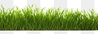 PNG Grass border backgrounds plant green.