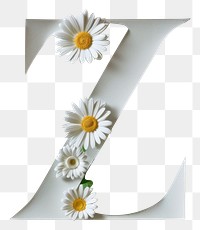 PNG Flower daisy plant text.