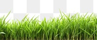 PNG Rice field backgrounds nature grass.