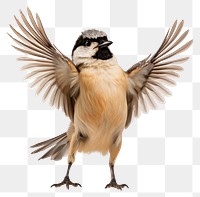 PNG Happy smiling dancing bird sparrow animal beak.