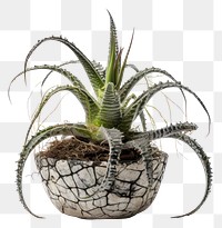 PNG Photography of cobweb houseleek in pot plant aloe vase houseplant.