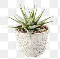 PNG Photography of cobweb houseleek in pot plant aloe houseplant flowerpot.