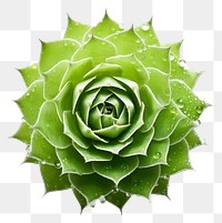 PNG Photography of cobweb houseleek plant green leaf.