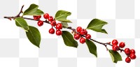 PNG Photography of dahoon holly cherry plant fruit.