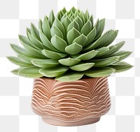 PNG Photography of houseleek in pot plant pottery aloe vase.