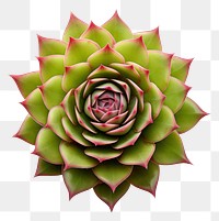 PNG Photography of houseleek flower plant food.
