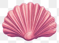 PNG Shell invertebrate seashell pattern.