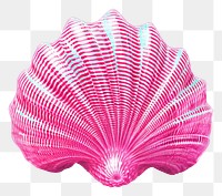 PNG Shell clam invertebrate shellfish.