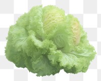 PNG  Vegetable lettuce plant food.